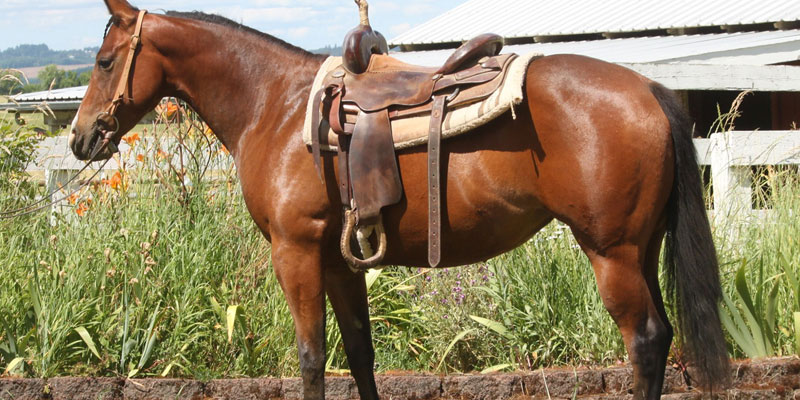 Horse Riding